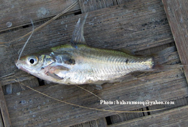 Mystus tengara (Hamilton, 1822)